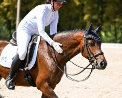 dressage horse Hesselteichs Lord of Dance (German Riding Pony, 2013, from Lucky One)