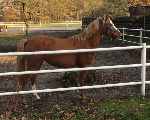 broodmare Holly (Welsh-Pony (Section B), 2017, from Wildzang's High Liberty)