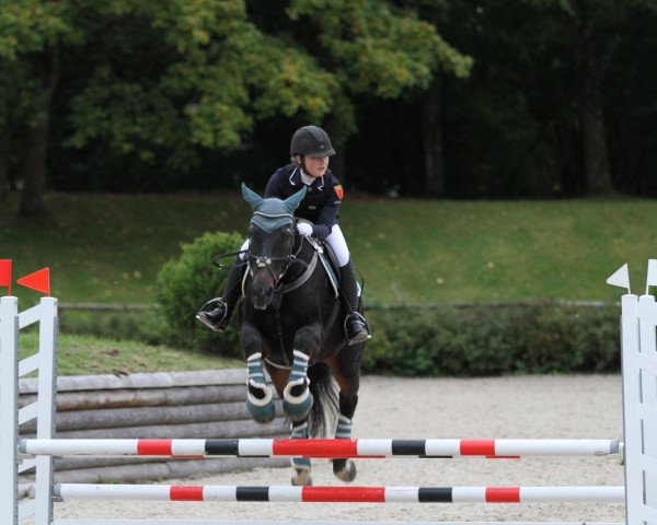 Springpferd Darconi (Belgisches Warmblut, 2010) Springpferd Darconi (Belgisches Warmblut, 2010)
