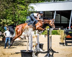 jumper Cinderella 727 (Holsteiner, 2012, from Casall Ask)