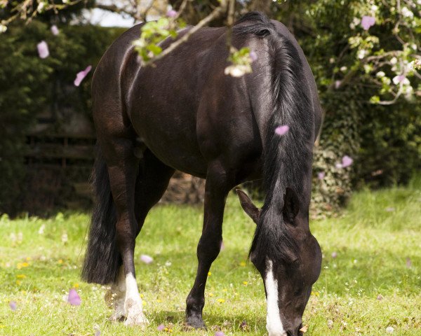 broodmare Cara (German Riding Pony, 2017, from Double Diamond)