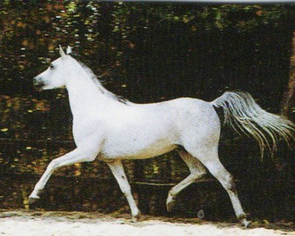stallion Hamasa Khazzan EAO (Arabian purebred, 1984, from Kasr El Nil 1971 EAO)
