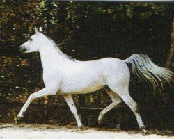 stallion Hamasa Khazzan EAO (Arabian purebred, 1984, from Kasr El Nil 1971 EAO)