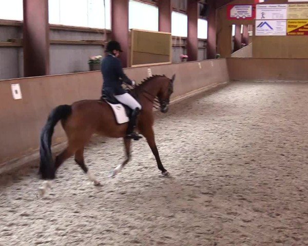 Reitturnier Risum-Lindholm 2025