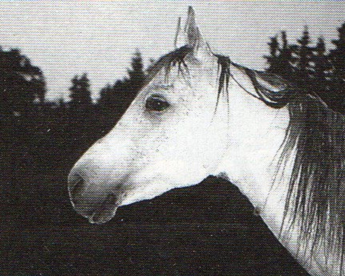 Deckhengst Kara Ben Nemsi EAO (Vollblutaraber, 1980, von Kaisoon 1958 EAO)