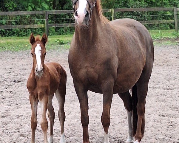 horse Dat feine Deern (German Riding Pony,  , from Crusader)