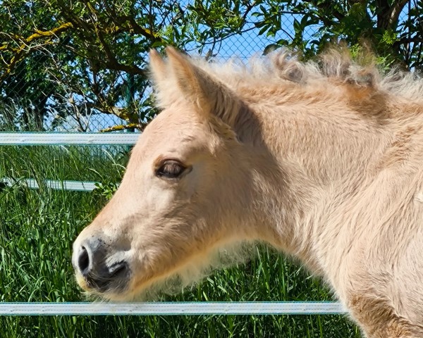 foal by Riekje A&G (Fjord Horse, 2025, from Rion)