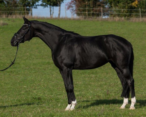 dressage horse Destiny M (Hanoverian, 2008, from Dancier)