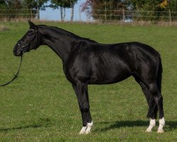 dressage horse Destiny M (Hanoverian, 2008, from Dancier)