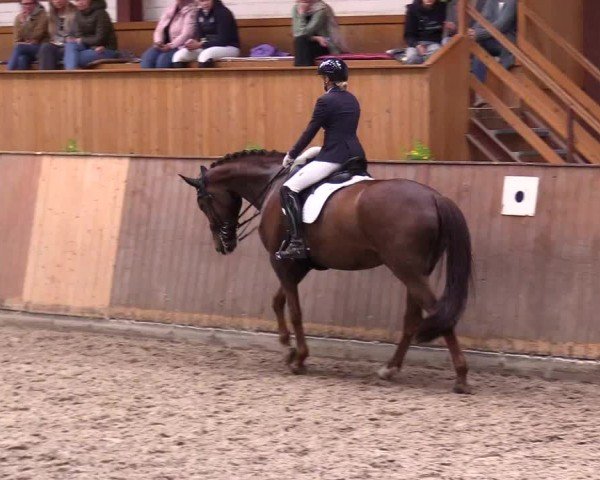 Reitturnier Risum-Lindholm 2025