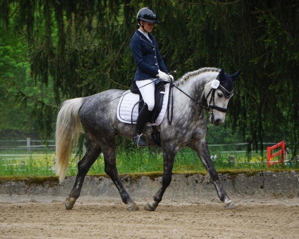 dressage horse Kinamara Colorado (Connemara Pony, 2018, from Kinamara Jovial Star) dressage horse Kinamara Colorado (Connemara Pony, 2018, from Kinamara Jovial Star)