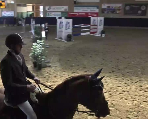 Hallenspringturnier Weilheim/Teck 2014
