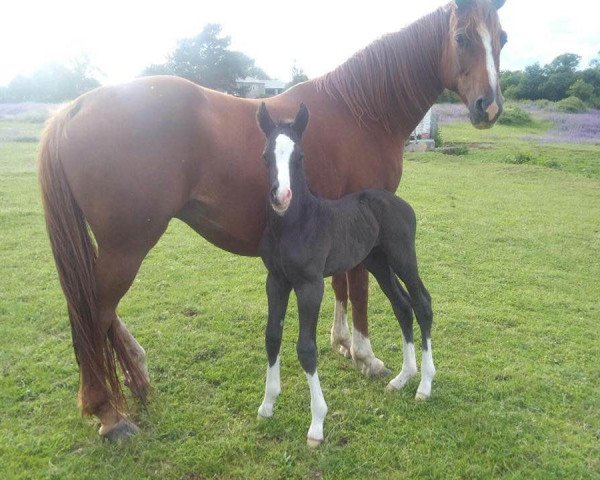 broodmare Fairytale 48 (Rhinelander, 2006, from Fürst Piccolo)