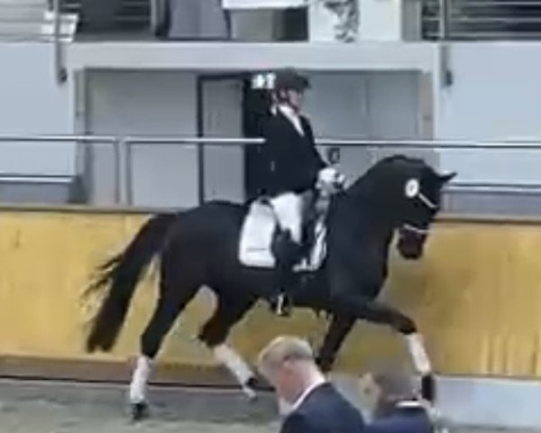 horse Fast and Furious Dacora (Oldenburg, 2021, from Fontaine TN)