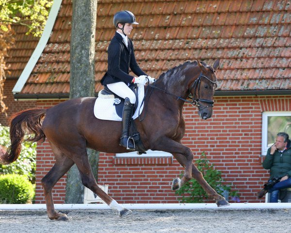 broodmare Bonna Rosa (Hanoverian, 2017, from Bon Coeur)