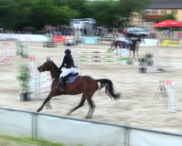Reitturnier Mallersdorf-Pfaffenberg/Ndb. 2025