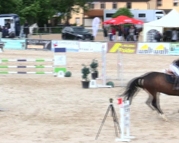Reitturnier Mallersdorf-Pfaffenberg/Ndb. 2025