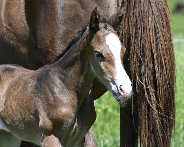 foal by Moonlight CH (Swiss Warmblood, 2025, from Croesus)