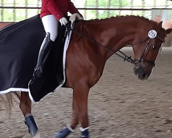 dressage horse Lotse 42 (Hanoverian, 2013, from Londontime)