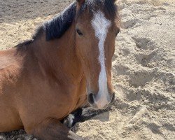 dressage horse Ennistymon Bessie (Pony without race description, 2015)