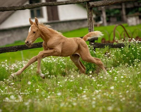 horse Illustrissimus de Gilián (Hungarian Warmblood, 2021, from Zapatero VDL)