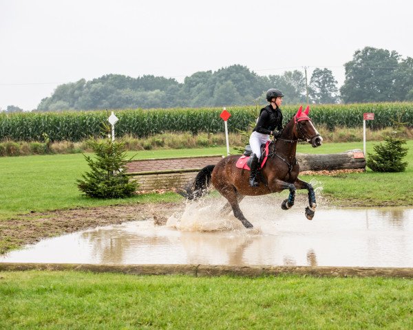 broodmare Holly 152 (KWPN (Royal Dutch Sporthorse), 2004, from Hold Up Premier)