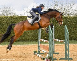 jumper Quidammus (Württemberger, 2010, from Quintino)