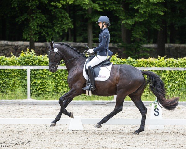 Pferd Maserati 28 (Hannoveraner, 2021, von Morricone)