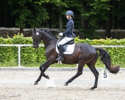 horse Maserati 28 (Hanoverian, 2021, from Morricone)