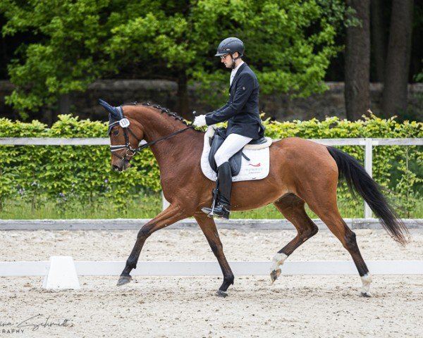 horse New Balance 4 (Oldenburg, 2021, from Bon Vivaldi NRW)
