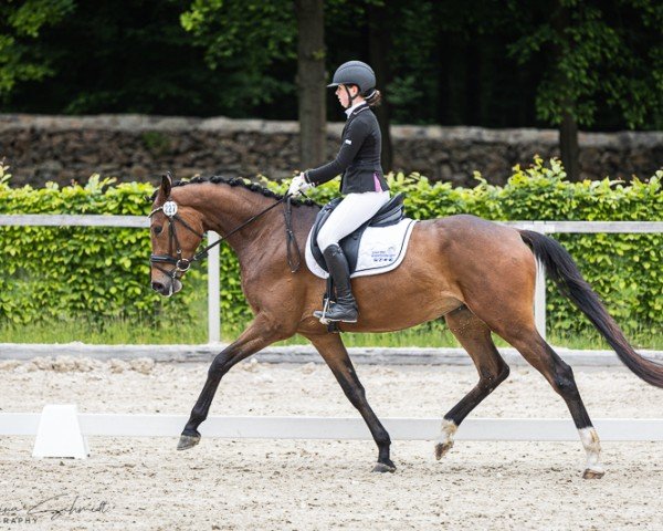 horse Loni 205 (German Sport Horse, 2021, from Si Senor M)