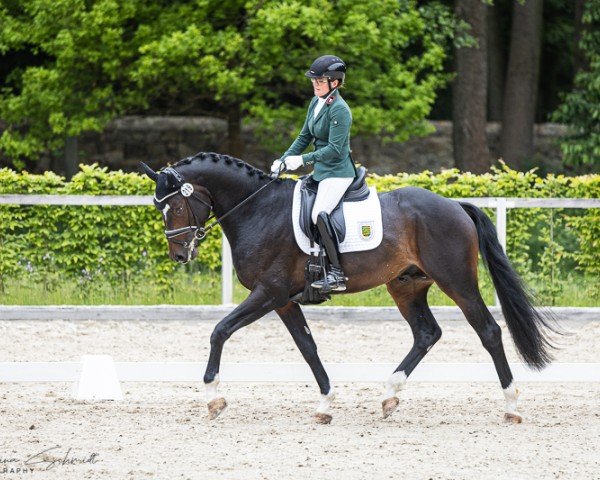 stallion Tamino (Hanoverian, 2021, from Totilas)