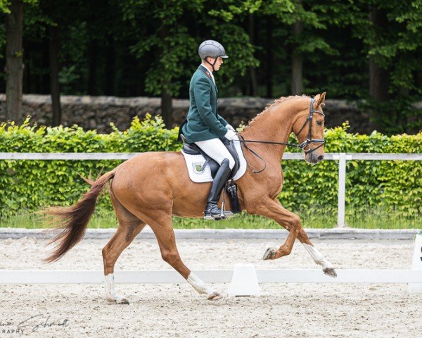 horse Vasanto (German Sport Horse, 2022, from Va' Pensiero FRH)