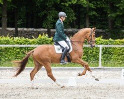 horse Vasanto (German Sport Horse, 2022, from Va' Pensiero FRH)