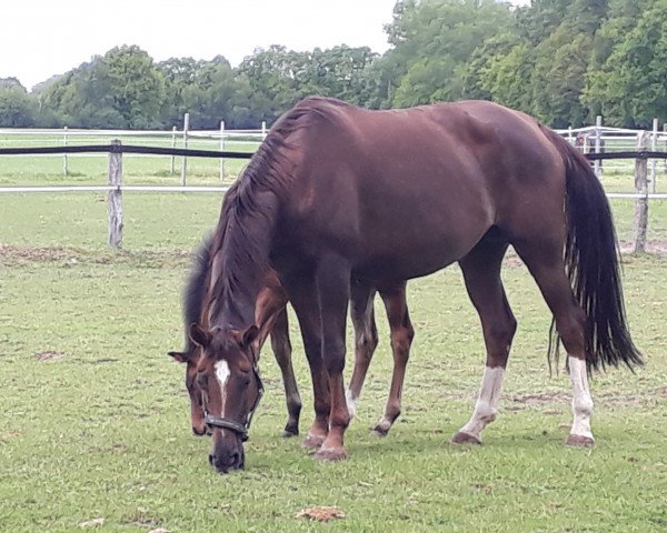 broodmare Bellissima (Hanoverian, 2010, from Belissimo NRW) broodmare Bellissima (Hanoverian, 2010, from Belissimo NRW)