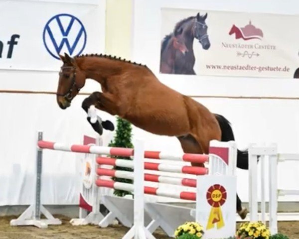 Pferd Conaico (Deutsches Sportpferd, 2019, von Cappucino)