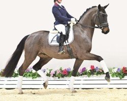 dressage horse Fitano (Oldenburg, 2020, from Fidertanz)