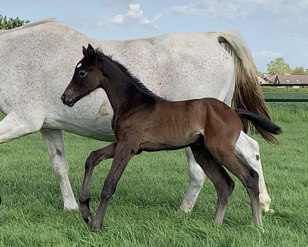 horse Chaccobelle (Westphalian, 2021, from Christian's Chacco)
