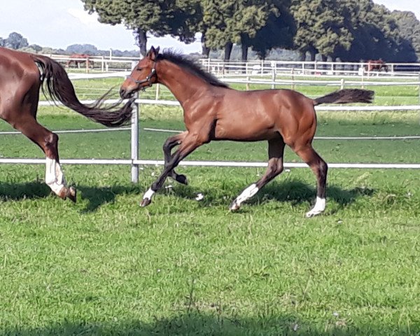 horse Erlkönig MS (Westphalian, 2020, from Escamillo)
