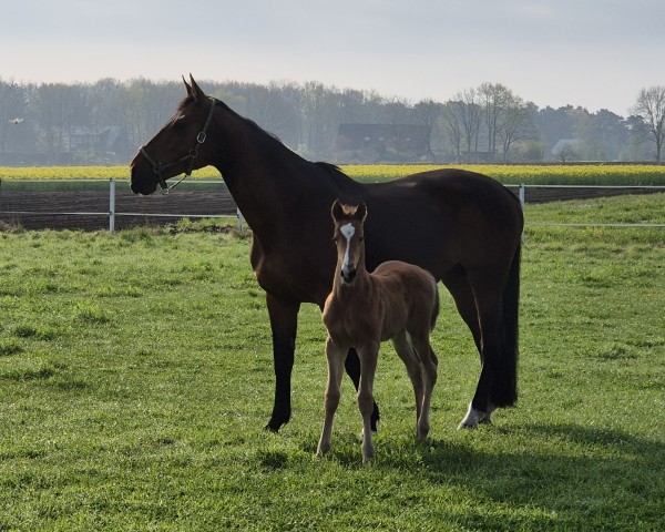 broodmare Dutch Dionalda G Z (Zangersheide riding horse, 2011, from Dutch Capitol)