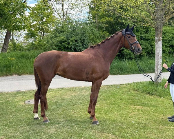 horse Only You PJF (Oldenburg, 2021, from Iron)