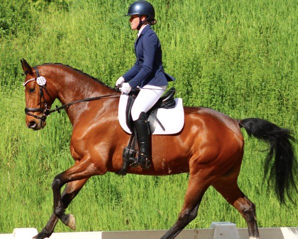 dressage horse Quasar 27 (Holsteiner, 2018, from Quantensprung 3)