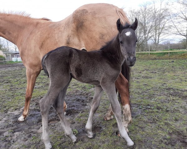 horse Mystique High Batman (German Riding Pony, 2021, from Holsteins Highlight)