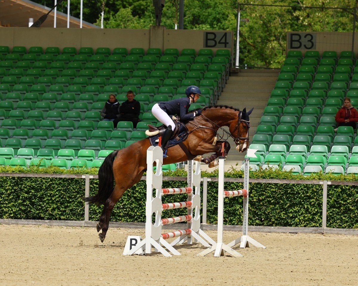 Springpferd Chocoleyle (Deutsches Sportpferd, 2018, von Carleyle)