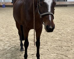 dressage horse Neuschloß Vienna (Hessian Warmblood, 2008, from Verdi)