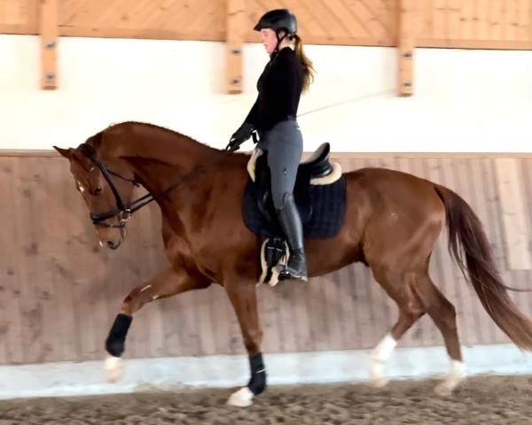 horse Vakur Veritas (Hanoverian, 2021, from Vitalis)
