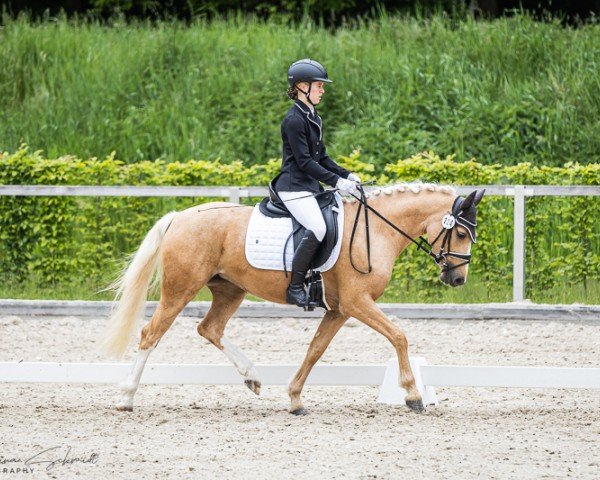 horse Golden Queen 11 (German Riding Pony, 2022, from Dropje voor Dropje)
