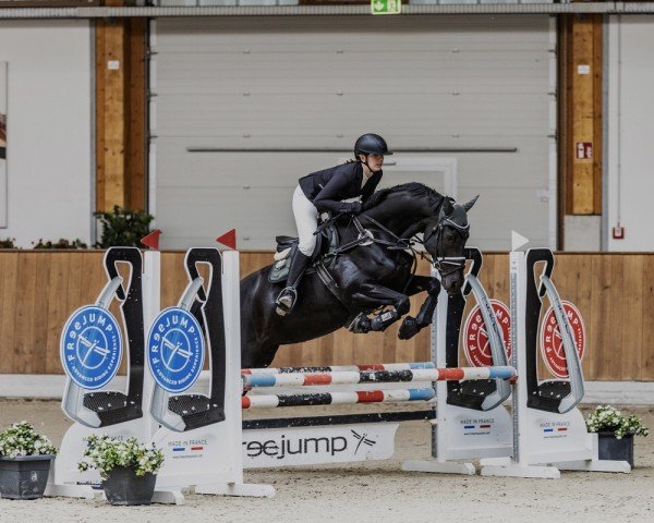 Springpferd Vinziella Zge (Hannoveraner, 2015, von Viscount 22)