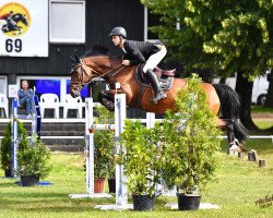 broodmare My Lady Stakkata (Hanoverian, 2013, from Mylord Carthago)