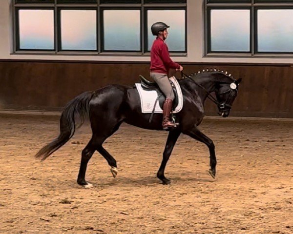 broodmare Maradonna S (German Sport Horse, 2020, from Maracana)